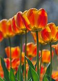 Backlit Orange Tulips_09726